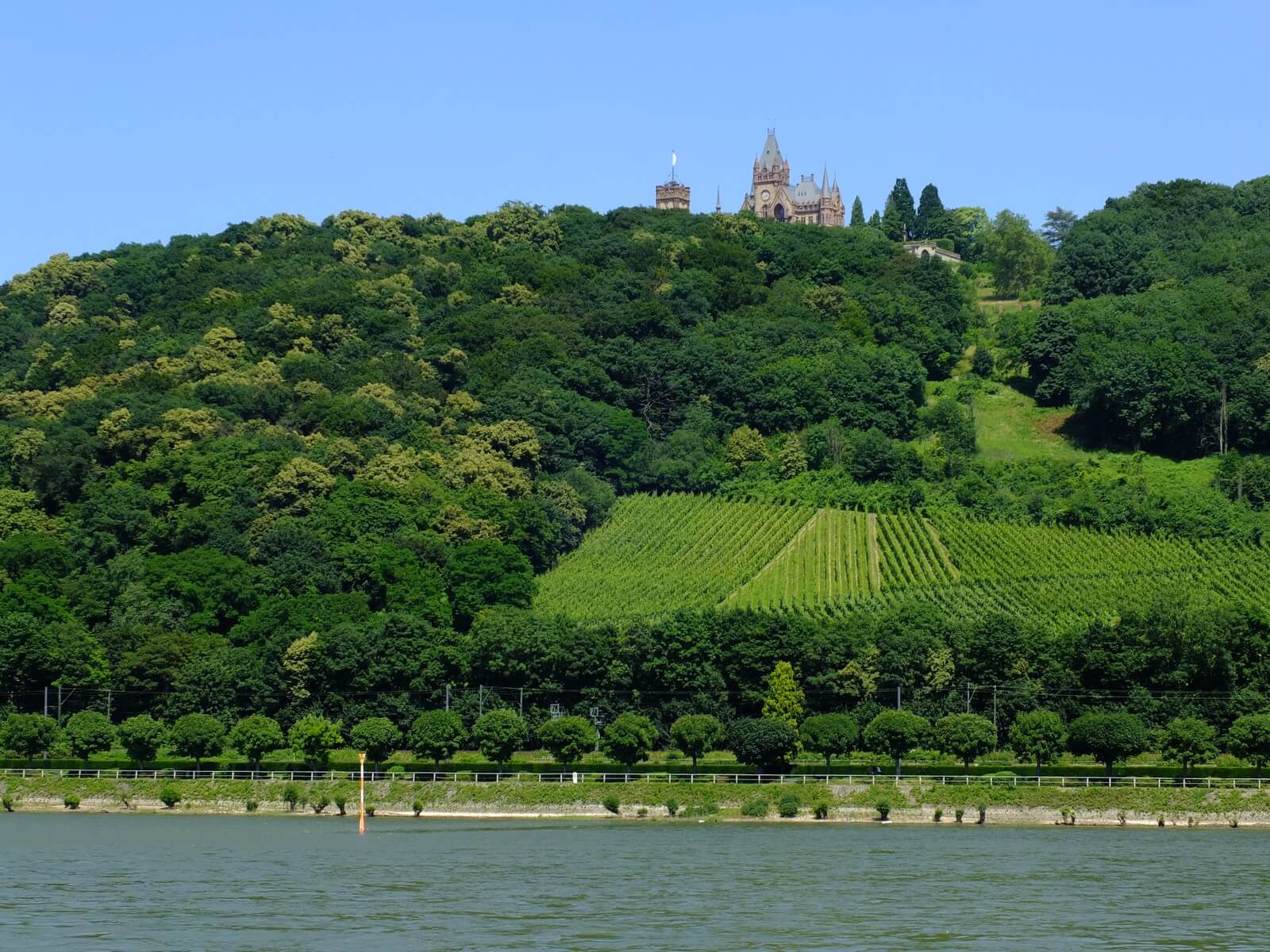 Weinbau unter dem historistischen Schloss Drachenburg - Lupe Reisen